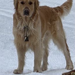 Magic - Golden Retriever