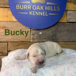 Third Pick - Light golden male Golden Retriever puppy in Kimberly, Idaho from Burr Oak Hills Kennel