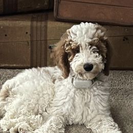 Cora - Goldendoodle