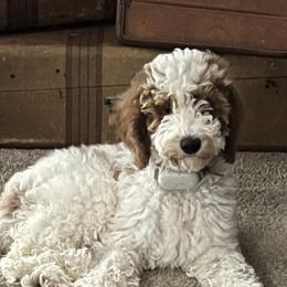 Cora - Goldendoodle