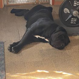 Boerboel All Grown Up from Cascade Boerboels