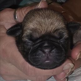 Eggnog-Yellow Collar - Fawn female Pug puppy in New Braunfels, Texas from Kex Pug Haus