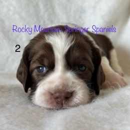 2 - Liver white and tan female English Springer Spaniel puppy in Cheyenne, Wyoming from Rocky Mountain Springer Spaniels