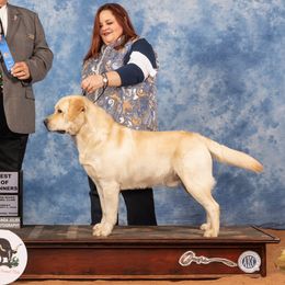Rolly - Labrador Retriever