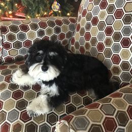 Marvel - Miniature Schnauzer
