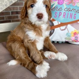 Goldendoodle Puppies from Halo Doodles