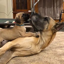 Great Dane and Portuguese Podengo Pequeno Puppies from GrinerDanes