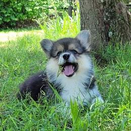 Brook - Black and tan female Pembroke Welsh Corgi puppy in Sparta, Tennessee from Poso Creek Corgis