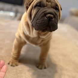 Green collar - Fawn male Chinese Shar-Pei puppy in Elkin, North Carolina from Martini Shar-Pei