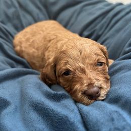 Zuma - Red male Cockapoo puppy in Egg Harbor City, New Jersey from Grace Given Cockapoos (GGC)