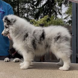 Mary Ann - Blue merle and white female Shetland Sheepdog puppy in Spanaway, Washington from Luxe Shetland Sheepdogs