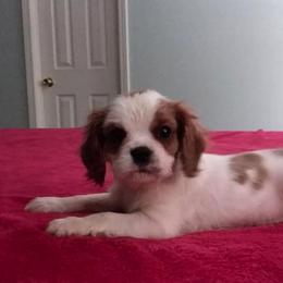 Cavalier King Charles Spaniel Puppies from Georgia Alabama Cavaliers