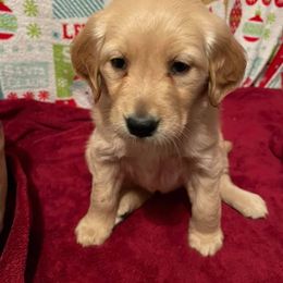 Golden Retriever Puppies from South Hill Golden Retrievers