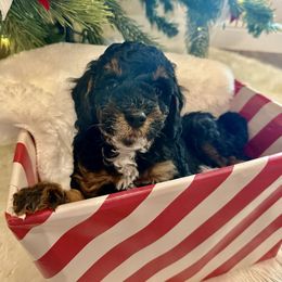 Boy 1 - Black tri-color male Aussiedoodle puppy in Paradise, Texas from Diamond Z Poodles & Doodles