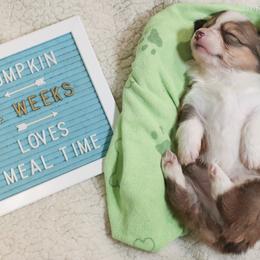 American Corgi, Cardigan Welsh Corgi, and Pembroke Welsh Corgi Puppies from Diamond Corgis
