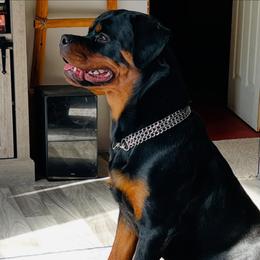Khaleesi' - Rottweiler