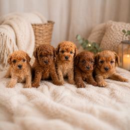 Cavapoo puppies from Country Lane Doodles