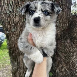 Girl 1 - Blue merle female Australian Shepherd puppy in Lakeland, Florida from Infinite Aussies