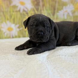 Colton - Gray brindle male Cane Corso puppy in Loogootee, Indiana from Walnut Creek Cane Corso