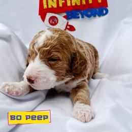 Bo Peep - Apricot female Goldendoodle puppy in Lakeland, Florida from Rolling Oak Doodles