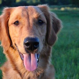 Golden Retrievers and Labrador Retrievers from Trenlock Kennels