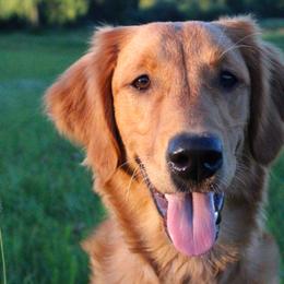 Golden Retrievers and Labrador Retrievers from Trenlock Kennels