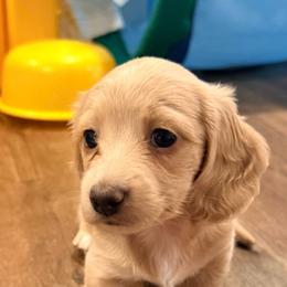 Cream - Cream female Dachshund puppy in Pacific, Washington from Han&Jan Doxie’s