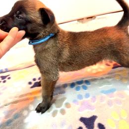 Blue Collar - Mahogany male Belgian Malinois puppy in Trenton, Georgia from Laeknir K9