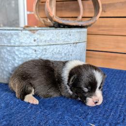Roz Doyle - Brindle and white female American Corgi puppy in Shawnee, Oklahoma from Sunray Ranch