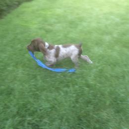 Wirehaired Pointing Griffon Puppies from BradfordWoods Griffons