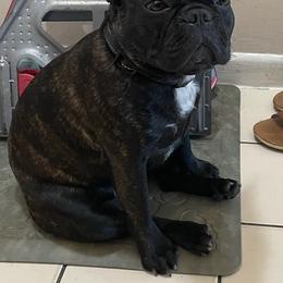 French Bulldogs from Frenchielove
