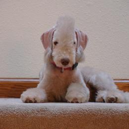 Bedlington Terrier Puppies from Ashcroft Bedlington Terriers