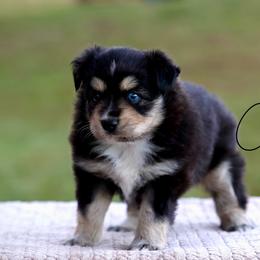 Hallelujah - Black tri female Miniature Australian Shepherd puppy in Prague, Oklahoma from Clay Creek Aussies