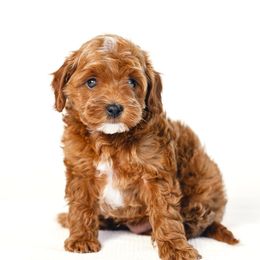 Tramp - Red Cavapoo puppy in Slc, Utah from Timp Doodles