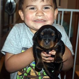 Rottweiler Puppies from Mountain High Kennels