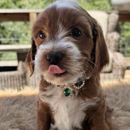 Vivianne - Red  female Goldendoodle puppy in Pine Grove, California from Lundee Doodles