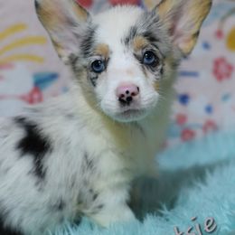 American Corgi, Cane Corso, Pembroke Welsh Corgi, and Rhodesian Ridgeback Puppies from Diamondcrest Inc