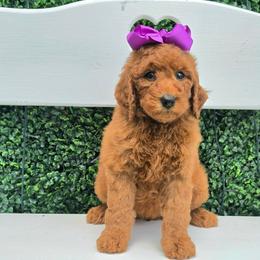 Bella's Purple Girl - Red  female Goldendoodle puppy in Kountze, Texas from Texas Doodles LLC