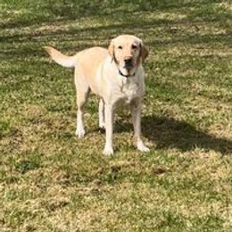 Timber - Labrador Retriever