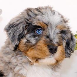 Basil (Yellow) - Tri-color male Bernedoodle puppy in Highland, Utah from Angel Pups Deluxe