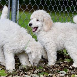  Puppies from MizzElle’s Standard Poodles