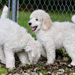  Puppies from MizzElle’s Standard Poodles