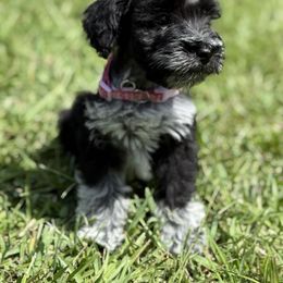 Girl 1 - Parti female Miniature Schnauzer puppy in Charlotte, North Carolina from Marley’s Babies