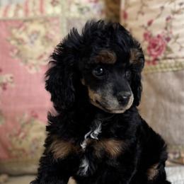 Phantom girl - Phantom female Poodle puppy in Beckley, West Virginia from Autumn Poodles/Doodles
