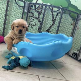 Golden Retriever Puppies from All shades Golden