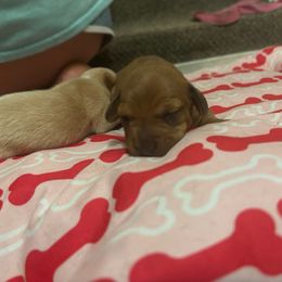 Nyla - Red female Dachshund puppy in Colonial Heights, Virginia from Mimi’s Doxies
