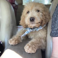 Aussiedoodle, Poodle, and Saint Berdoodle Puppies from Remington Kennels, LLC