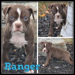 Ranger - Red and white male Olde English Bulldogge puppy in Merrill, Michigan from Haase Family Kennels
