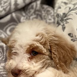 Goldendoodle All Grown Up from Cali Doodles Gone South