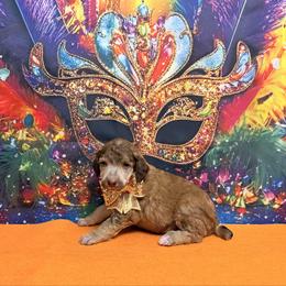 Orange - Sable female Poodle puppy in Houma, Louisiana from Smart Azz Poodles